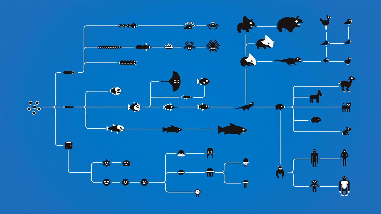 How Evolution works