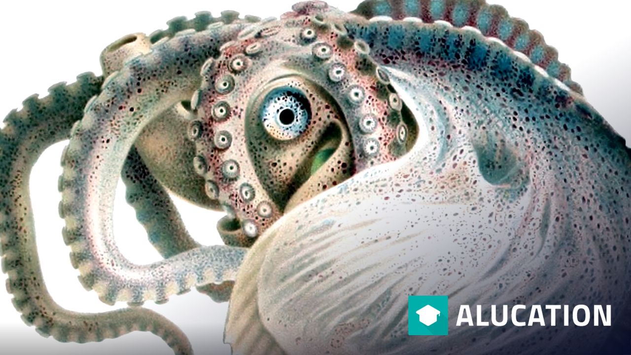 Argonaut facts: aka paper nautilus | Animal Fact Files – alucation