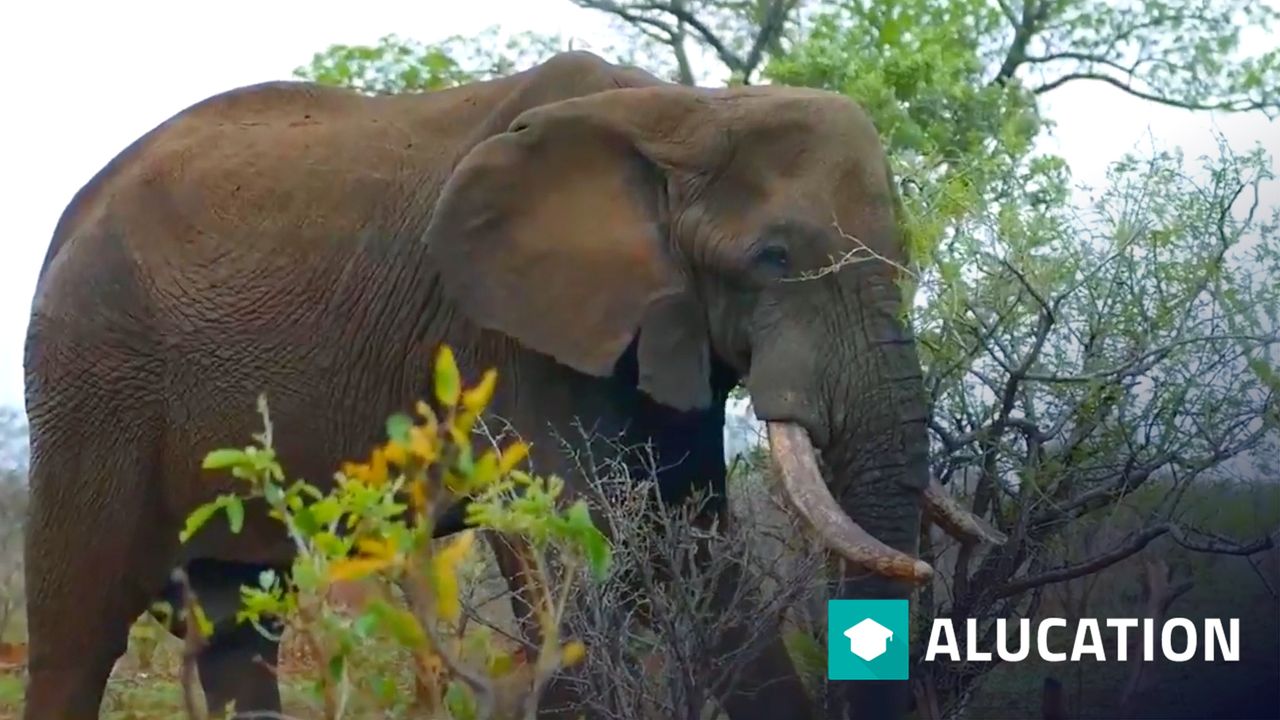 Fakten zum Afrikanischen Elefanten Die größten lebenden Landtiere Animal Fact Files alugha