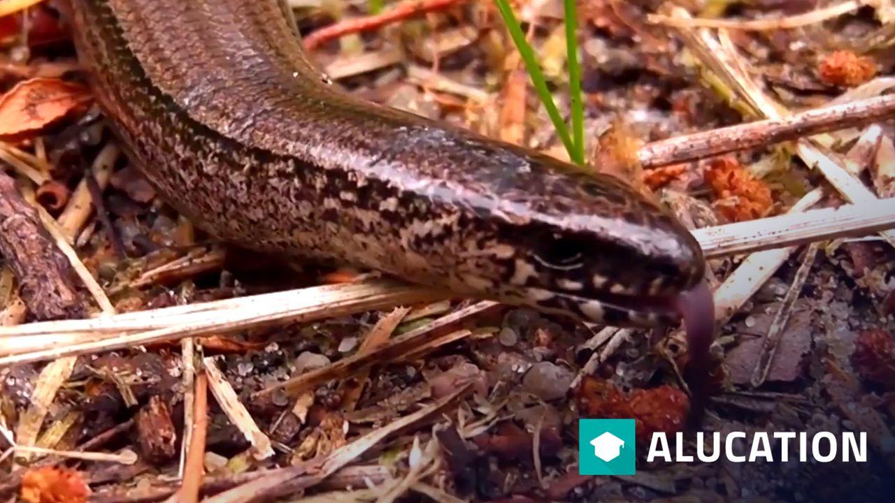 Glass Lizard Facts: Lizards Without Legs 