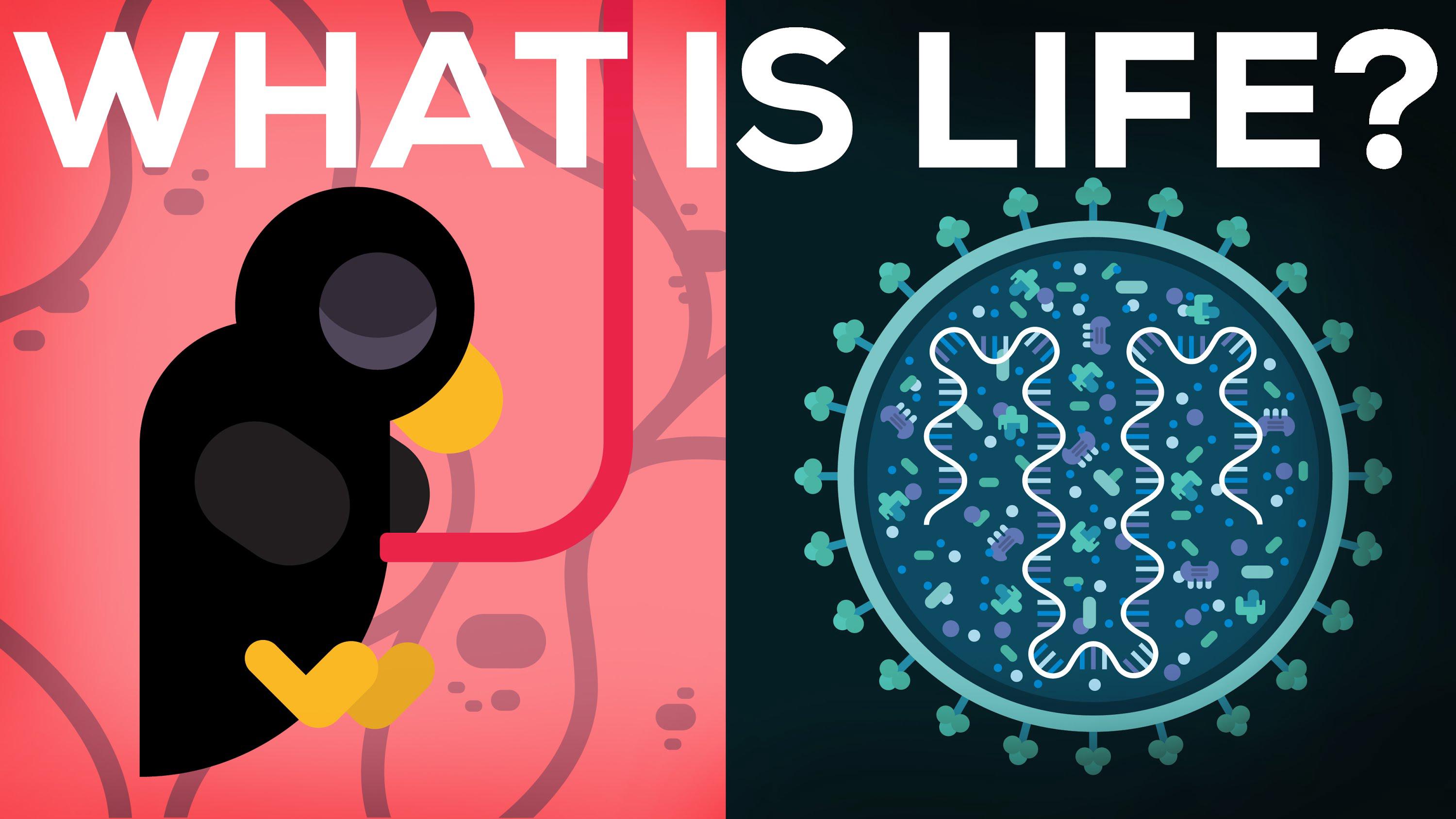 What Is Life? Is Death Real?
