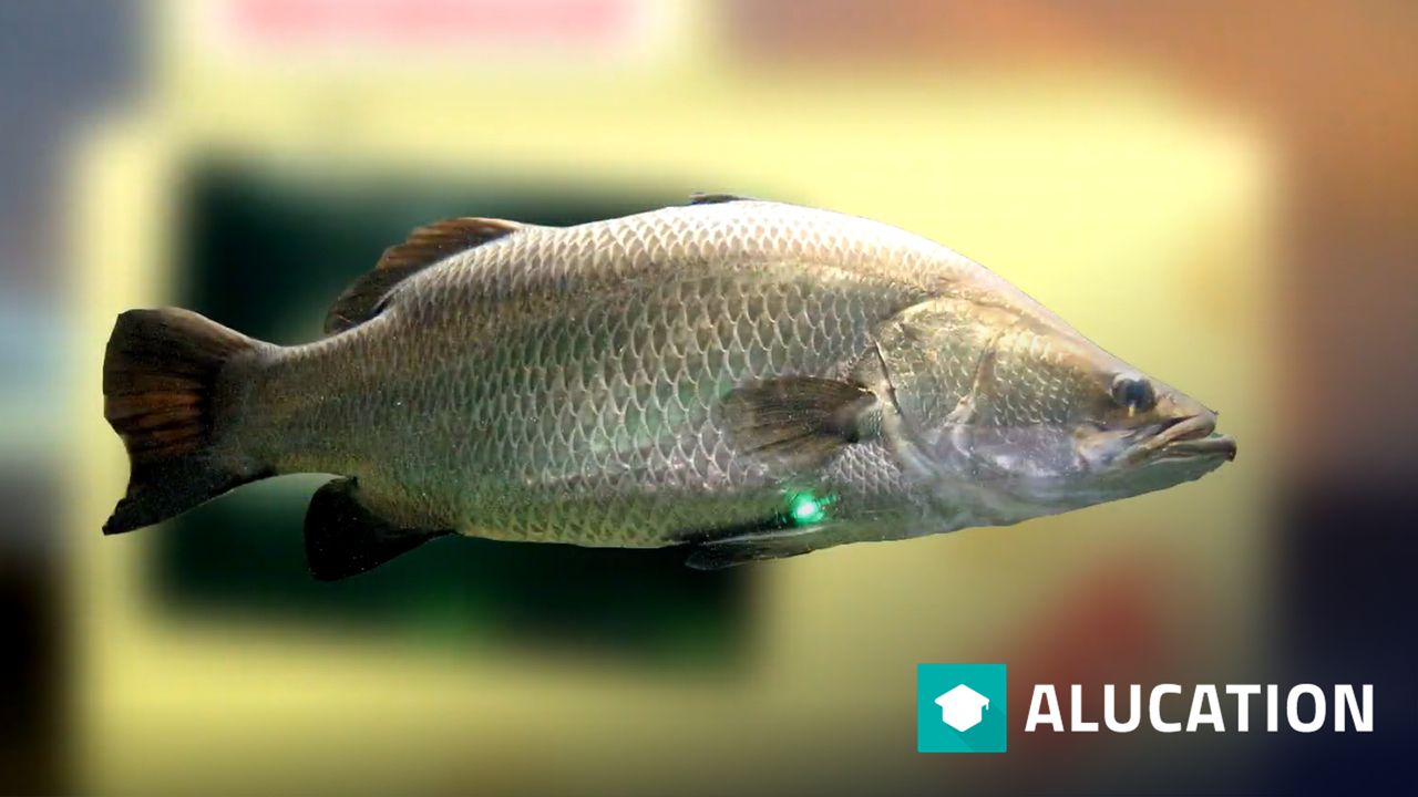 Barramundi Facts: Metery Mamas | Animal Fact Files – Alugha