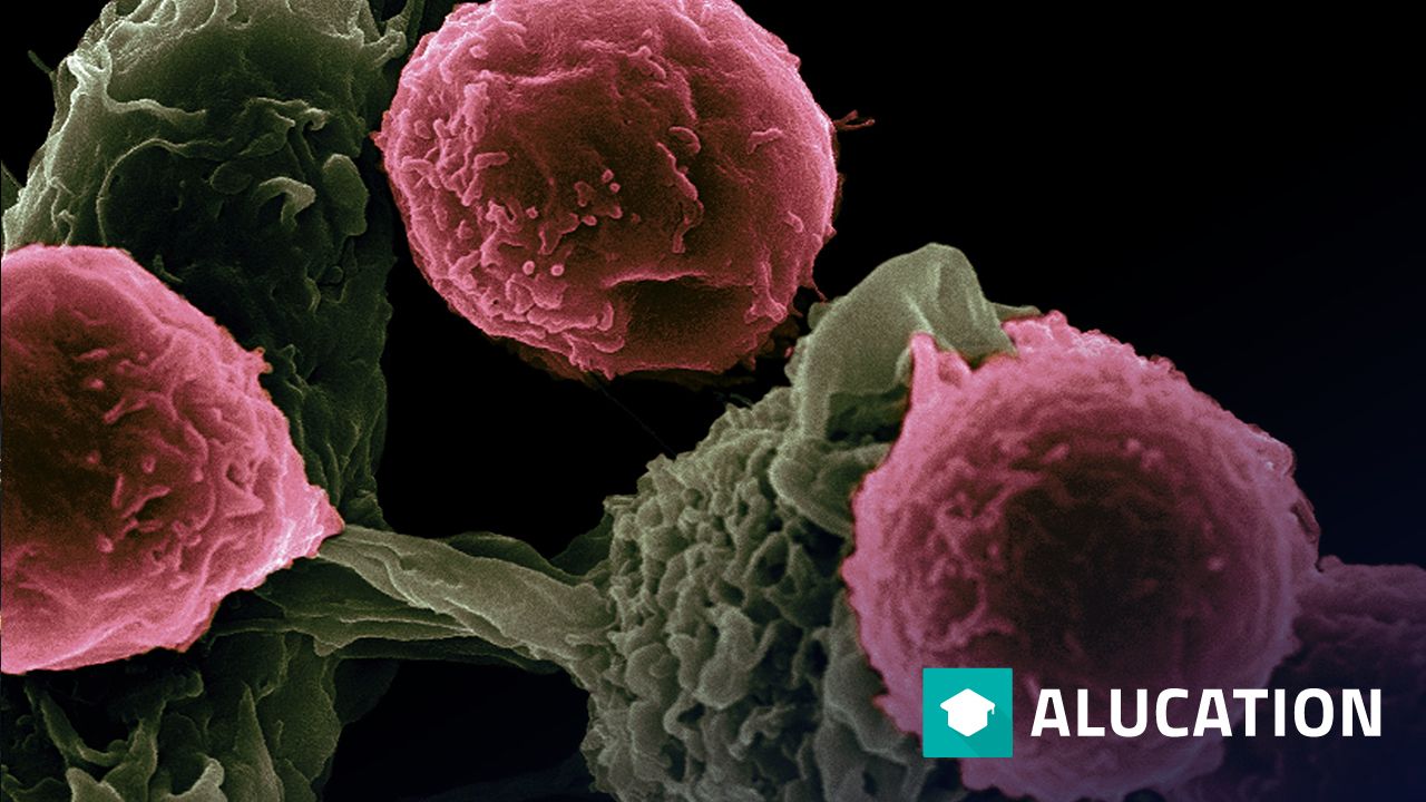 Blood Vessels Help Tumors Grow alugha