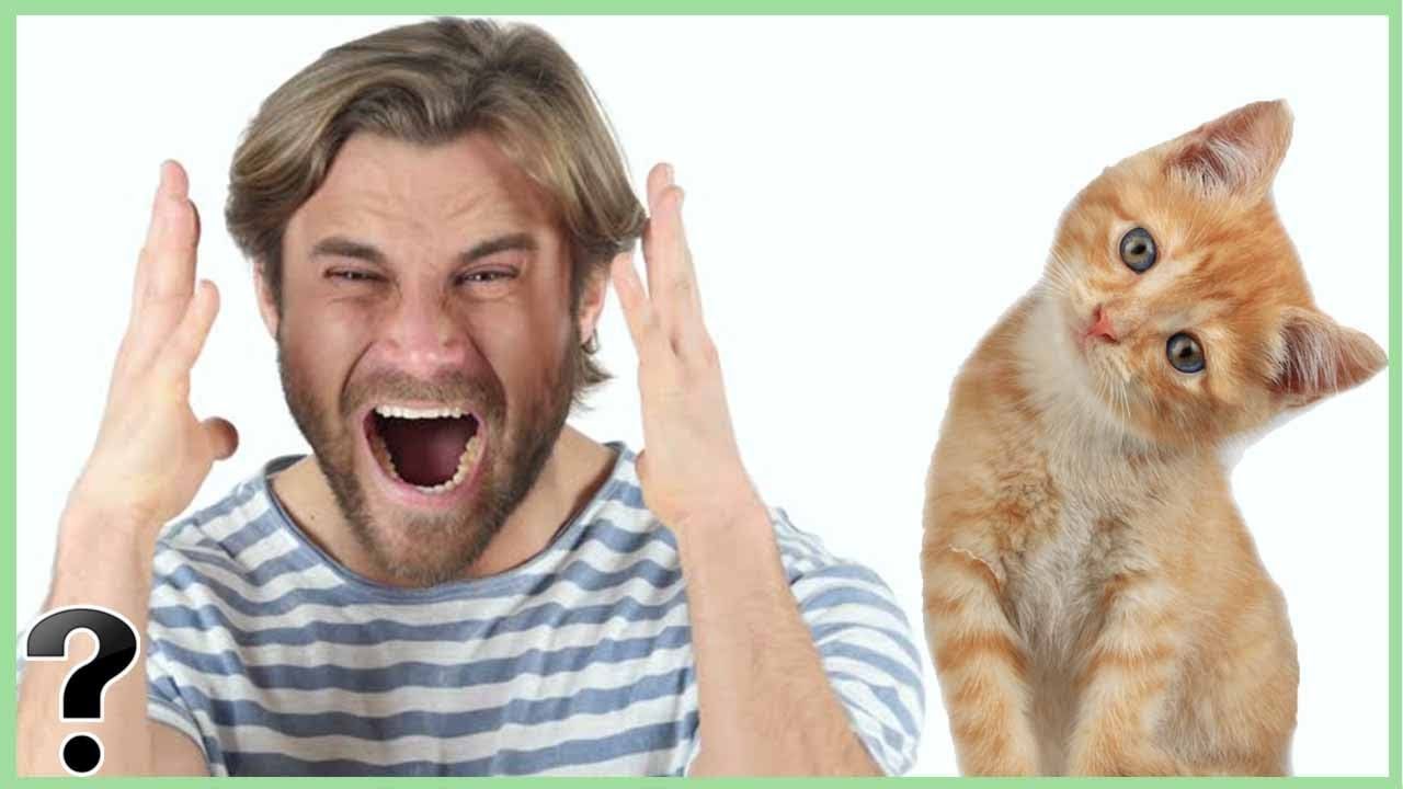 What If Animals Could Talk?