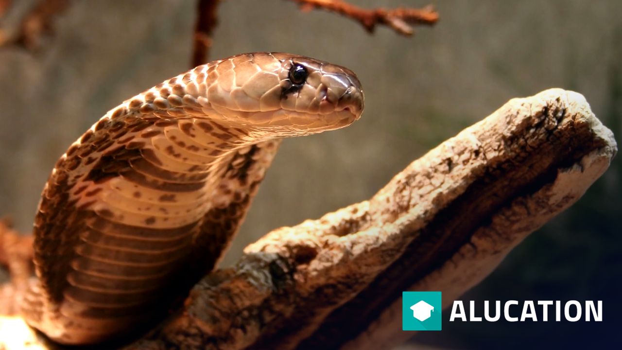 Cobra facts: well most of them anyway | Animal Fact Files – alucation