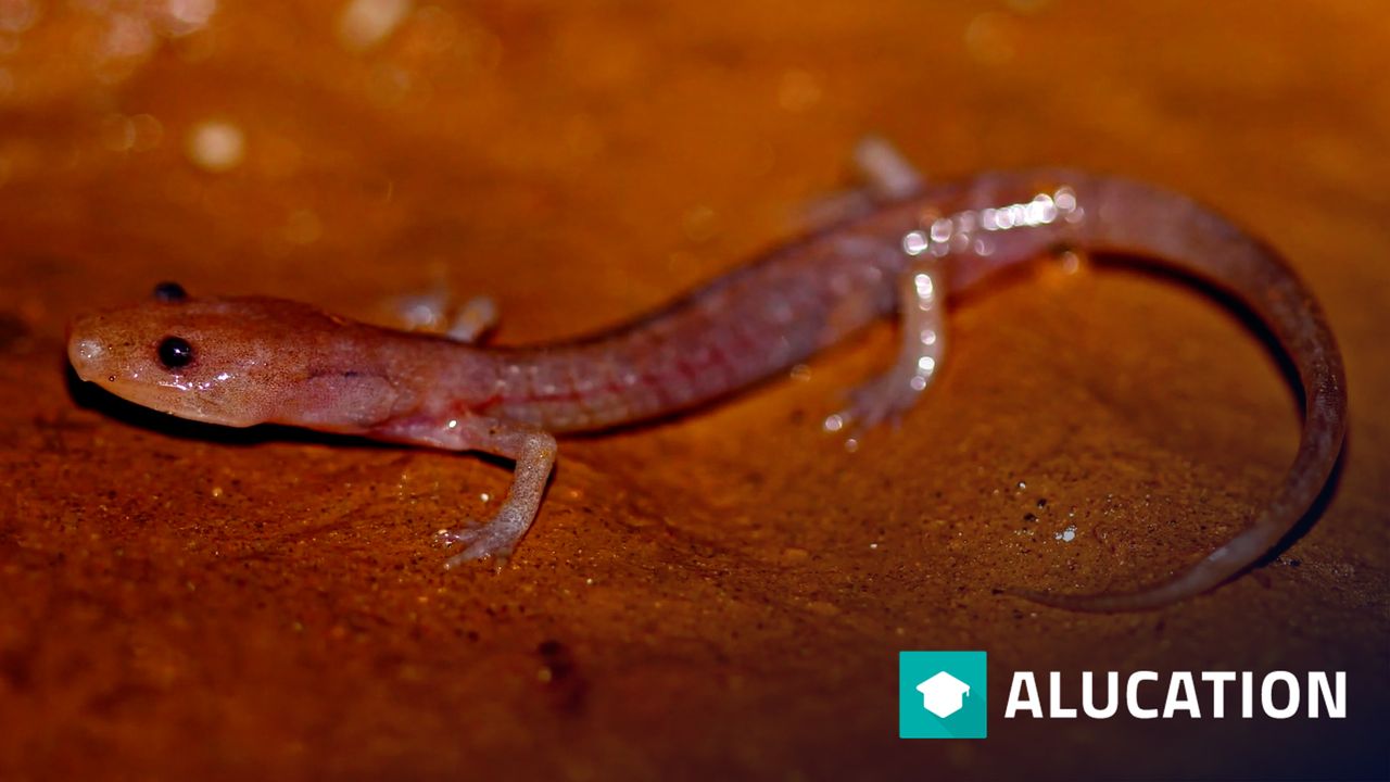 Lungless Salamander Facts Guess How They Smell Animal Fact Files