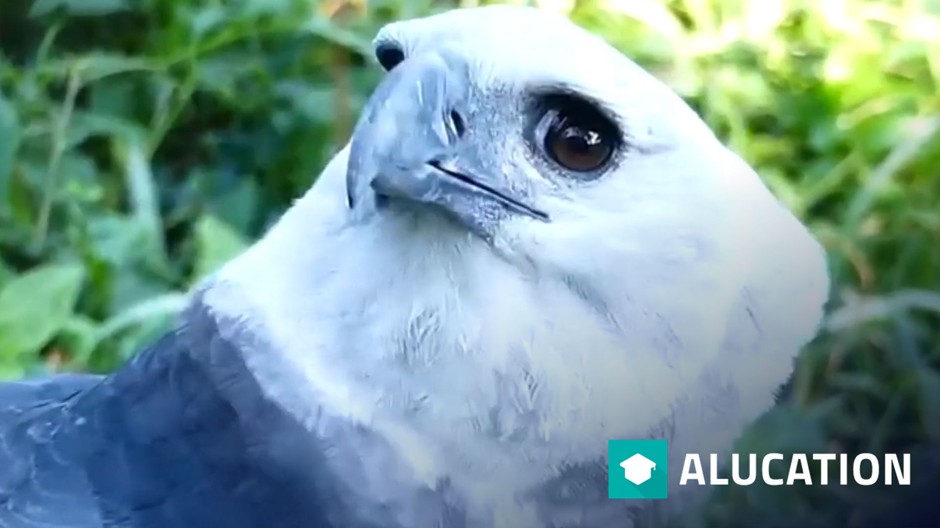 El águila arpía: un pájaro enorme | Animal Fact Files – alugha