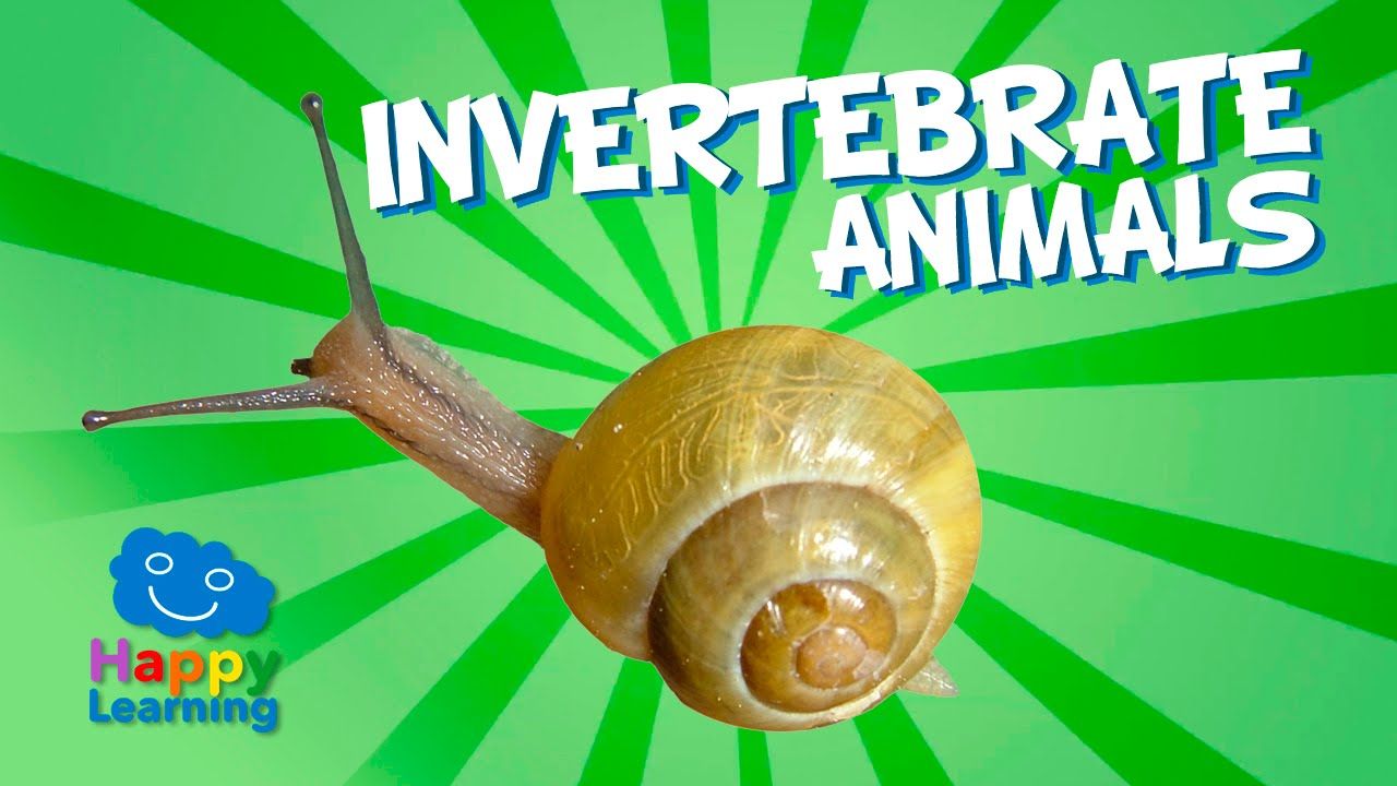 Invertebrate Animals | Educational Video for Kids – alugha