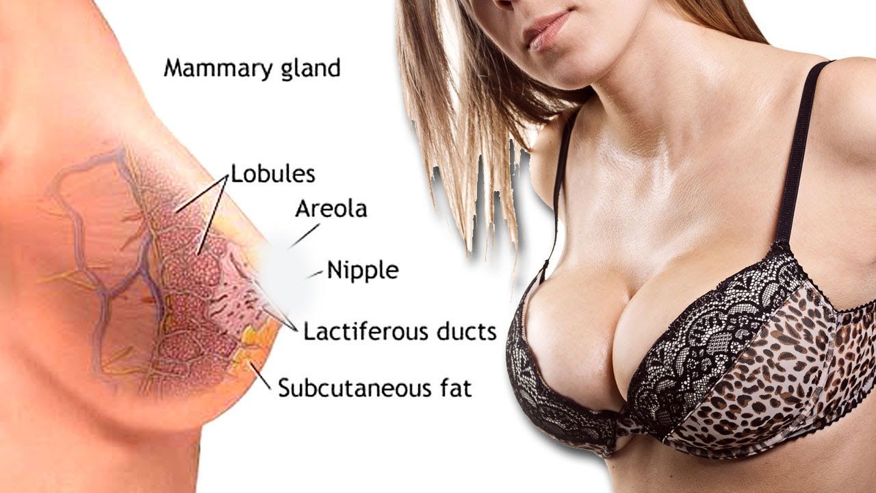 20 Amazing Facts About Breasts