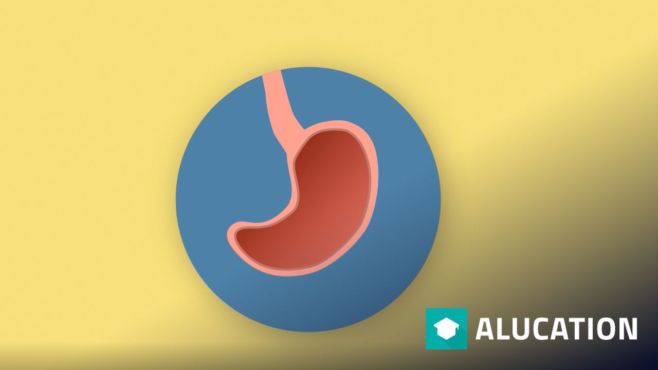 What Does The Stomach Do Physiology Biology FuseSchool Alugha