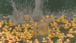 The 5th Heidelberg duck race the day of the event