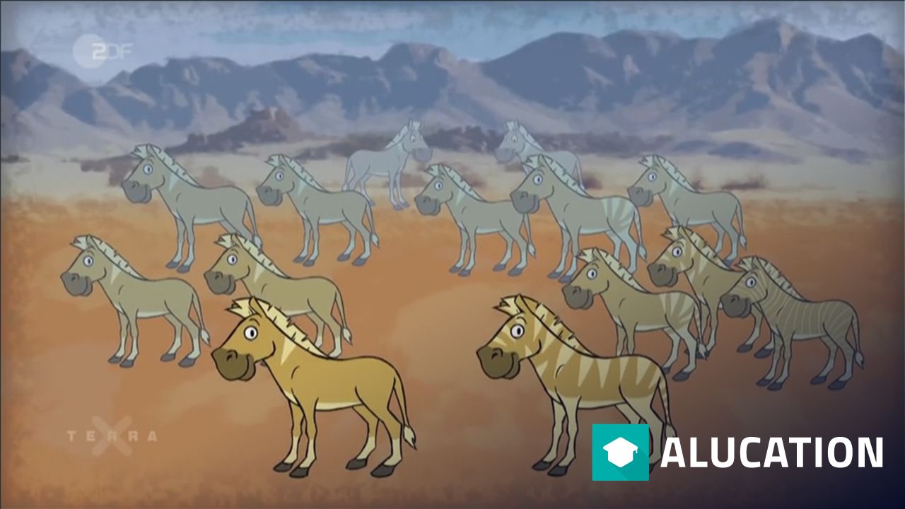 Why does a zebra have stripes? alugha