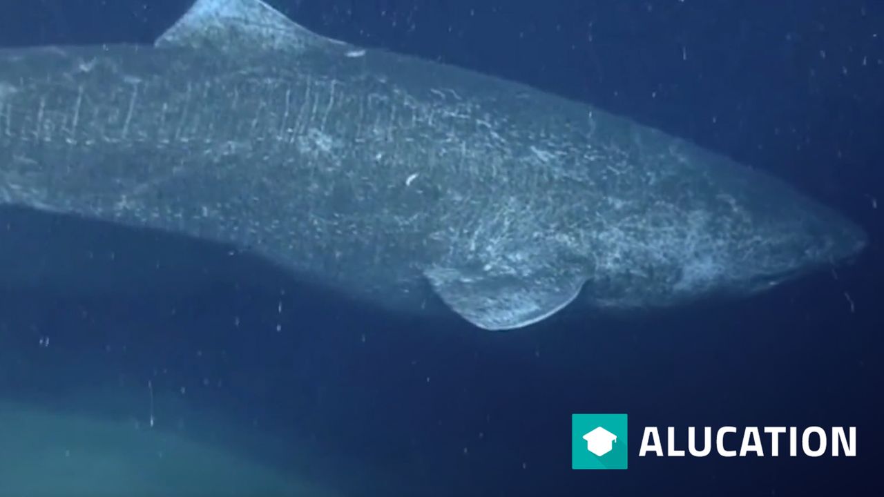 Greenland Shark facts: more like great grandpa sharks | Animal Fact ...